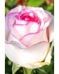 Троянда чайно-гібридна ‘Дольче Віта’ (біла з рожевою каймою)|Hybrid tea rose ‘Dolce Vita’|Роза чайно-гибридная ‘Дольче Вита’ (белая с розовой каймой)